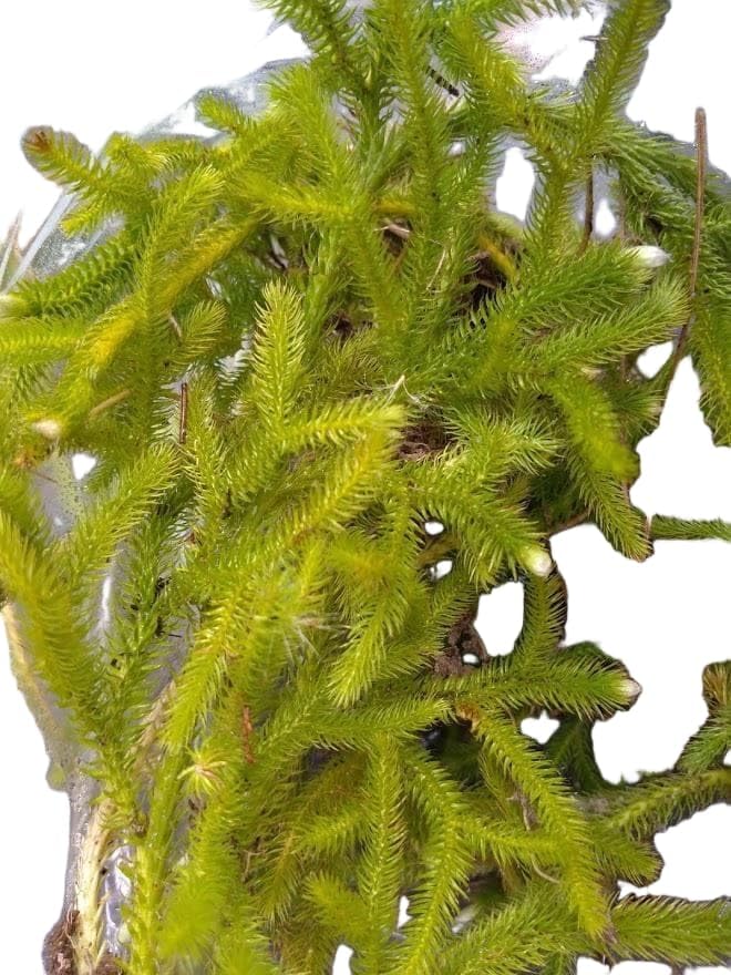 Amazon｜ヒカゲノカズラ苗1株 観葉植物｜観葉植物 オンライン通販